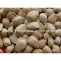 Sweet Almond in Shell (longwangmao 15-17mm)